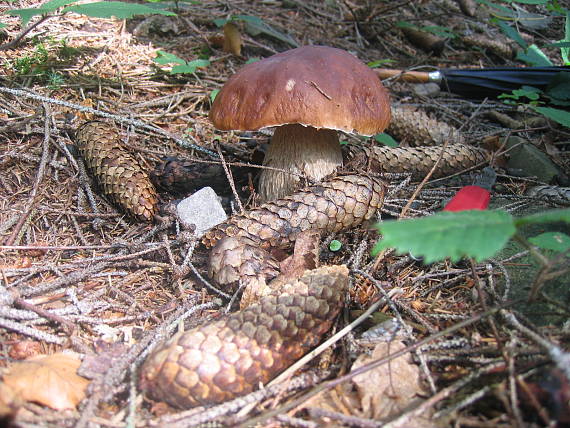 hríb smrekový Boletus edulis Bull.