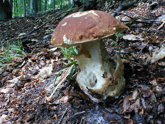 hríb sosnový ? Boletus pinophilus ?