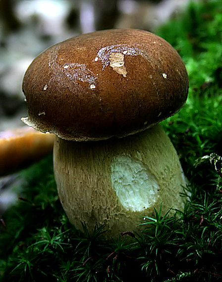 hríb sosnový Boletus pinophilus Pil. et Dermek in Pil.