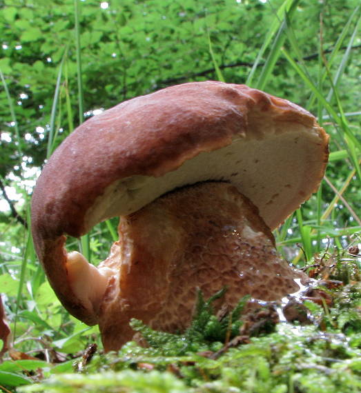 hríb sosnový Boletus pinophilus Pil. et Dermek in Pil.