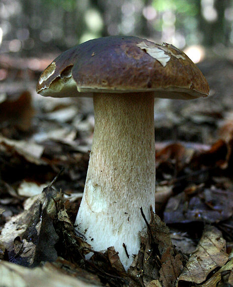 hríb dubový Boletus reticulatus Schaeff.