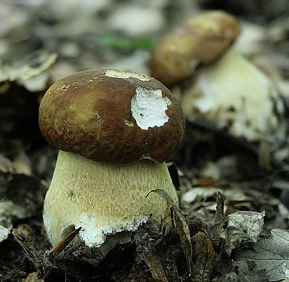 hríb dubový Boletus reticulatus Schaeff.