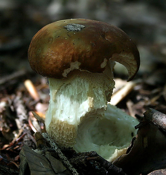 hríb dubový Boletus reticulatus Schaeff.