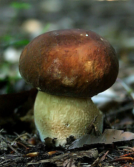 hríb dubový Boletus reticulatus Schaeff.