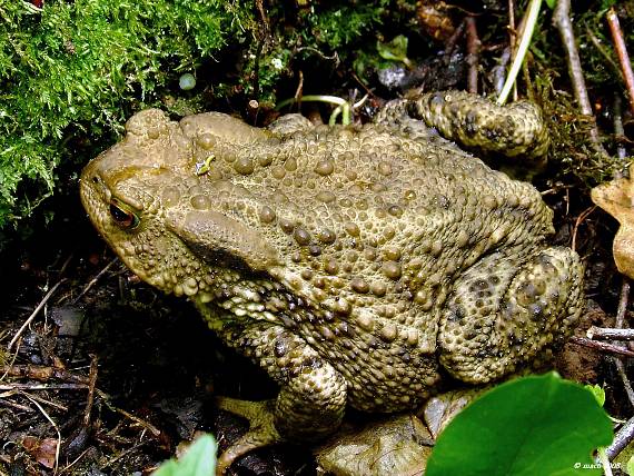 ropucha obyčajná Bufo bufo