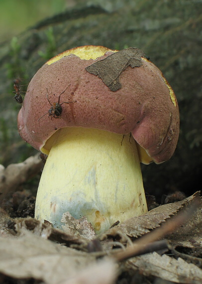 hríb nádherný Butyriboletus fuscoroseus (Smotl.) Vizzini & Gelardi