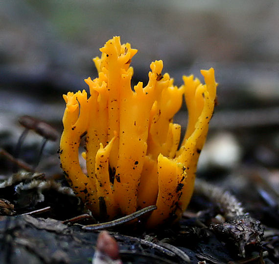 parôžkovec lepkavý Calocera viscosa (Pers.) Fr.