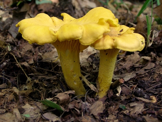 kuriatko jedlé- Liška obecná  Cantharellus cibarius  Fr.