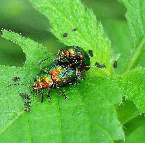 liskavka dúhová   Chrysolina fastuosa