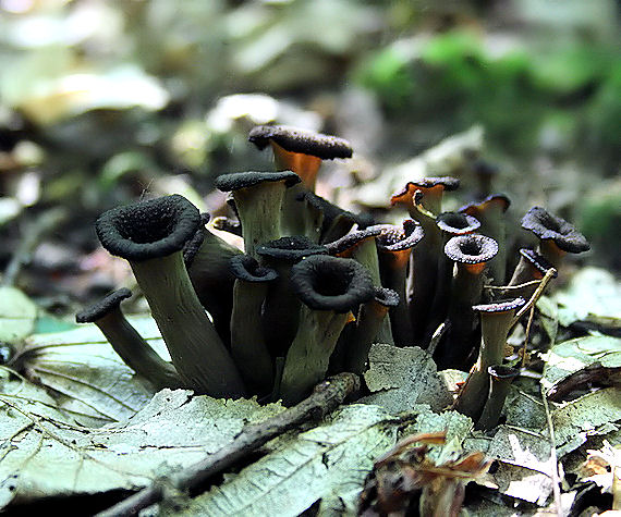 lievik trúbkovitý Craterellus cornucopioides (L.) Pers.