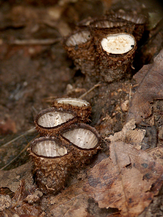 čiaškovec pásikavý  Cyathus striatus (Huds.) Willd.