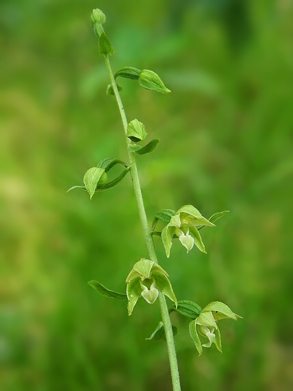 kruštík Epipactis sp.