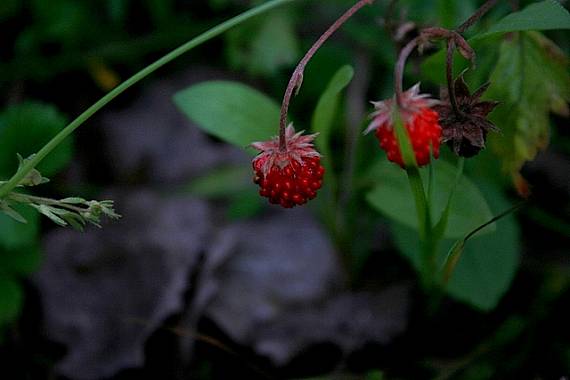 jahoda obyčajná Fragaria vesca L.