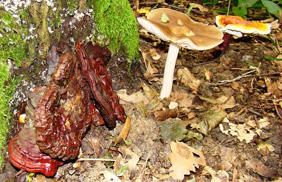 lesklokôrovka obyčajná-spolužitie Ganoderma lucidum (Curtis) P. Karst.