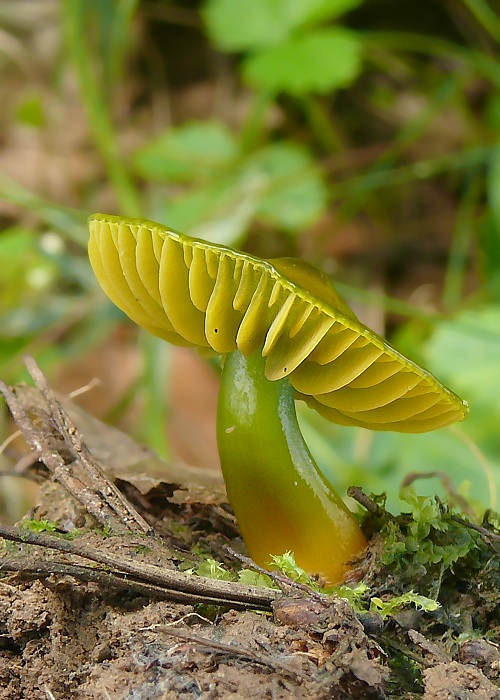 lúčnica žltozelená Gliophorus psittacinus (Schaeff.) Herink