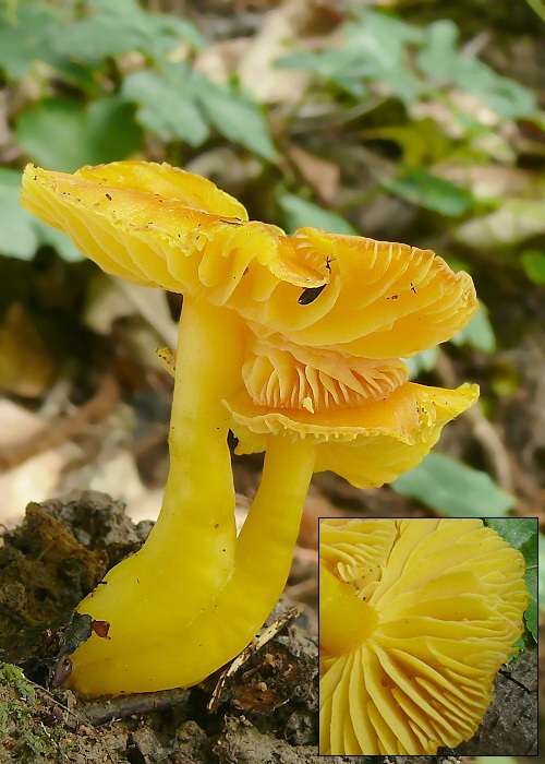 lúčnica vosková Hygrocybe ceracea (Wulfen) P. Kumm.