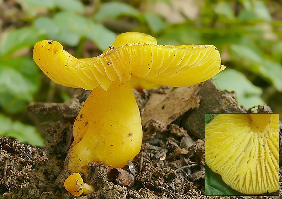 lúčnica Hygrocybe sp.