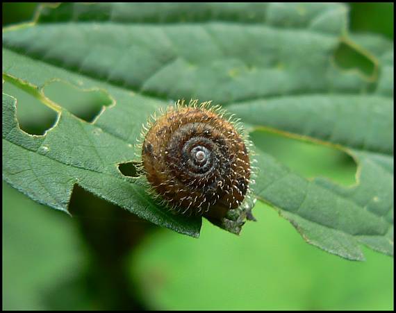 slimák trojzubý Isognomosta isognomosta