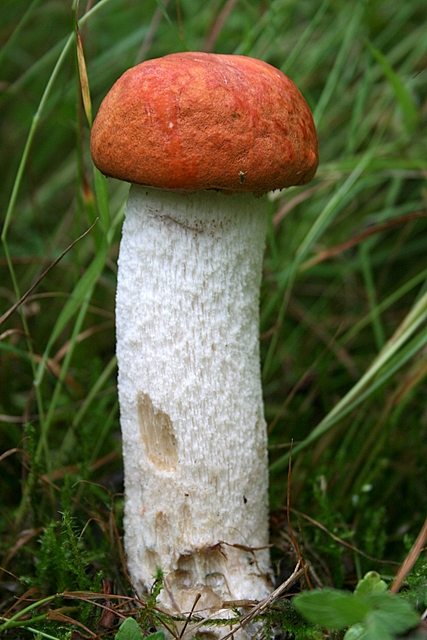 kozák osikový Leccinum albostipitatum den Bakker & Noordel.