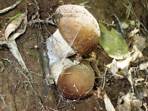 kozák hrabový Leccinum pseudoscabrum (Kallenb.) Šutara