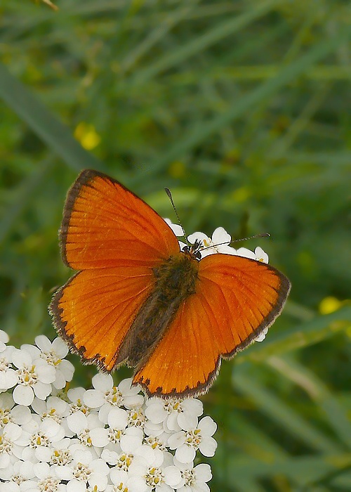 ohniváčik zlatobyľový  Lycaena virgaureae