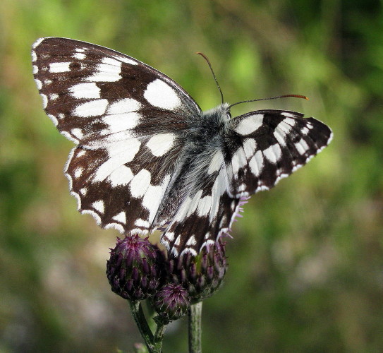 očkáň timotejkový  Melanargia galathea