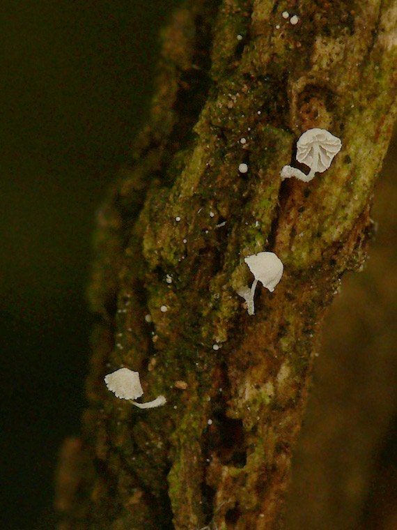 prilbička  Mycena adscendens Maas Geest.