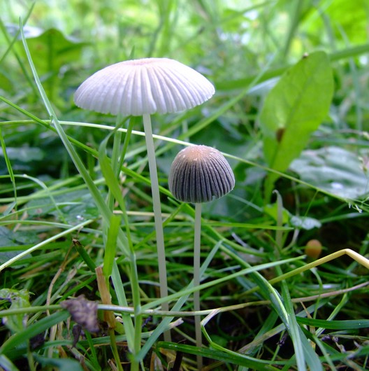 hnojník sivejúci Parasola lactea (A.H. Sm.) Redhead, Vilgalys & Hopple