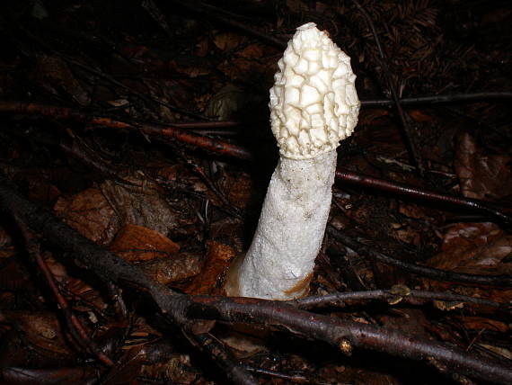 hadovka smradľavá Phallus impudicus L.