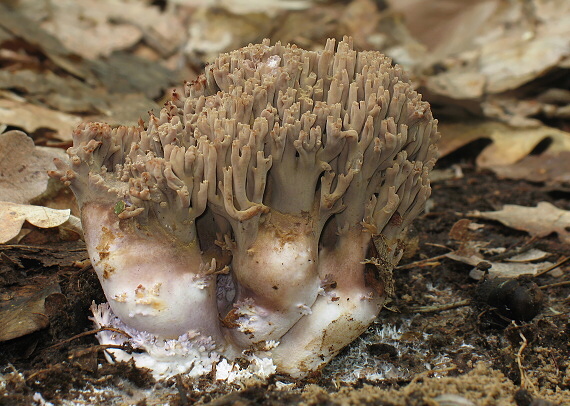 strapačka fínska ? Ramaria fennica ?