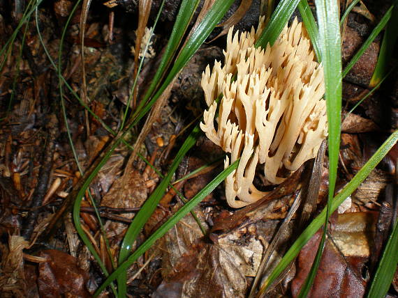 strapačka Ramaria sp.