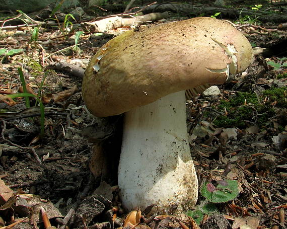 plávka strakatá ??? Russula grisea Fr.