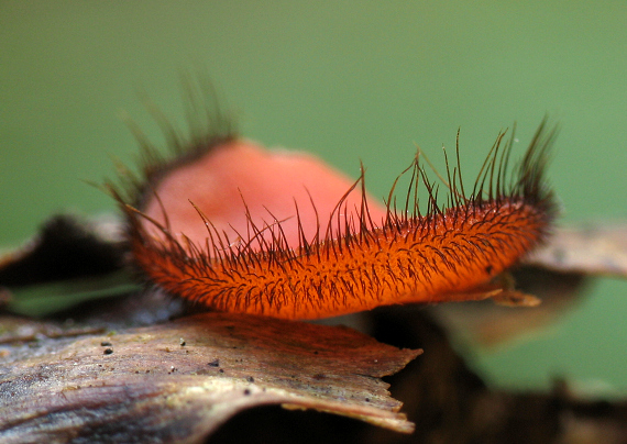 štítovnička Scutellinia sp.