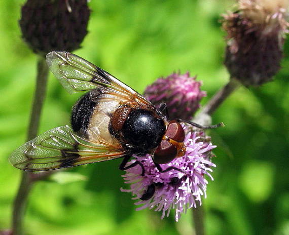 pestrica priesvitná   Volucella pellucens