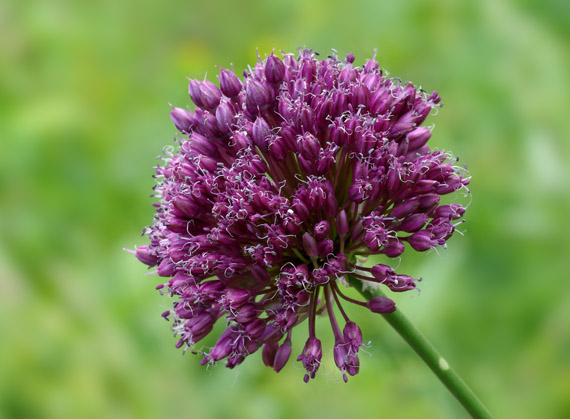 cesnak guľovitý / česnek kulovitý Allium rotundum L.
