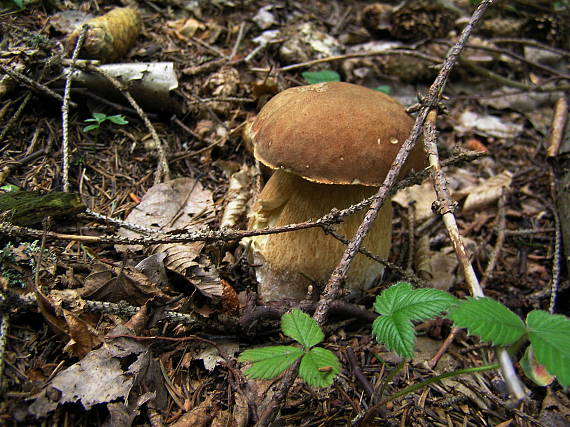 hríb dubový Boletus aestivalis