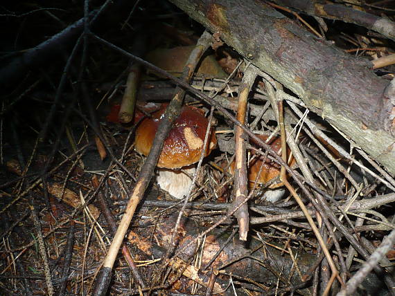 hríb smrekový Boletus edulis Bull.