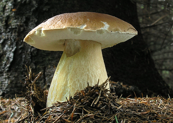 hríb smrekový Boletus edulis Bull.