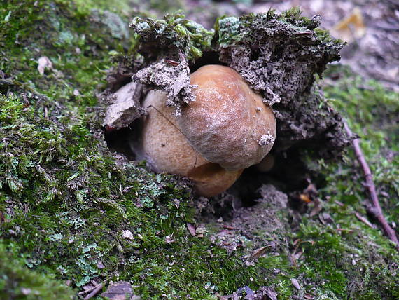 hríb dubový Boletus reticulatus Schaeff.