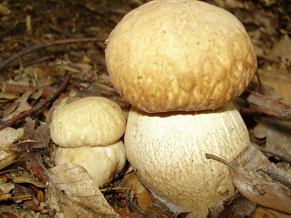 hríb dubový Boletus reticulatus Schaeff.