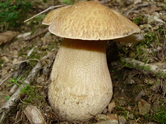 hríb dubový Boletus reticulatus Schaeff.