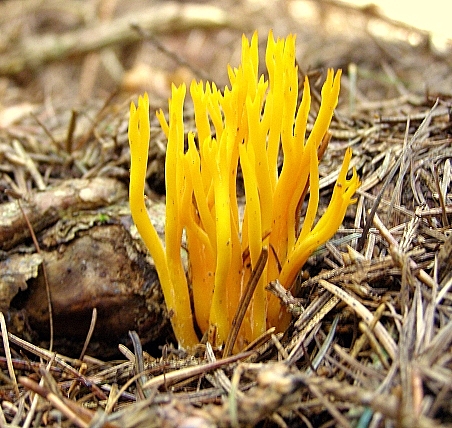 parôžkovec lepkavý-Krásnorůžek lepkavý Calocera viscosa  (Pers.) Fr.