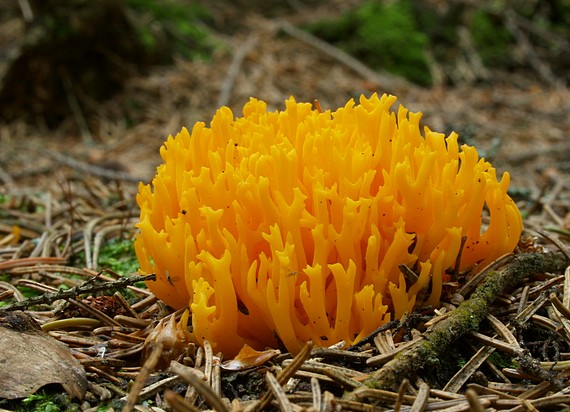 parôžkovec lepkavý Calocera viscosa (Pers.) Fr.