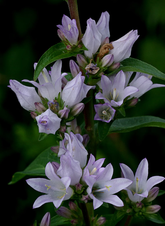 zvonček klbkatý pravý Campanula glomerata subsp. glomerata L.