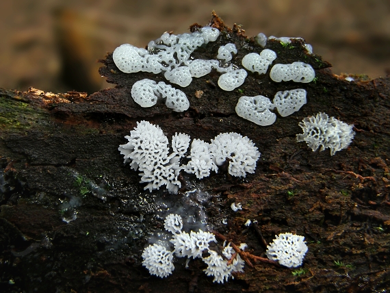 rohačka kríčkovitá Ceratiomyxa fruticulosa var. fruticulosa (O.F. Müll.) T. Macbr