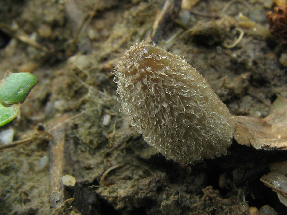 hnojník Coprinus sp.