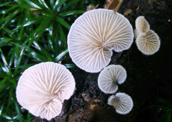 pahliva Crepidotus sp