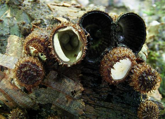 čiaškovec pásikavý Cyathus striatus (Huds.) Willd.