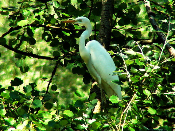 volavka biela Egretta alba