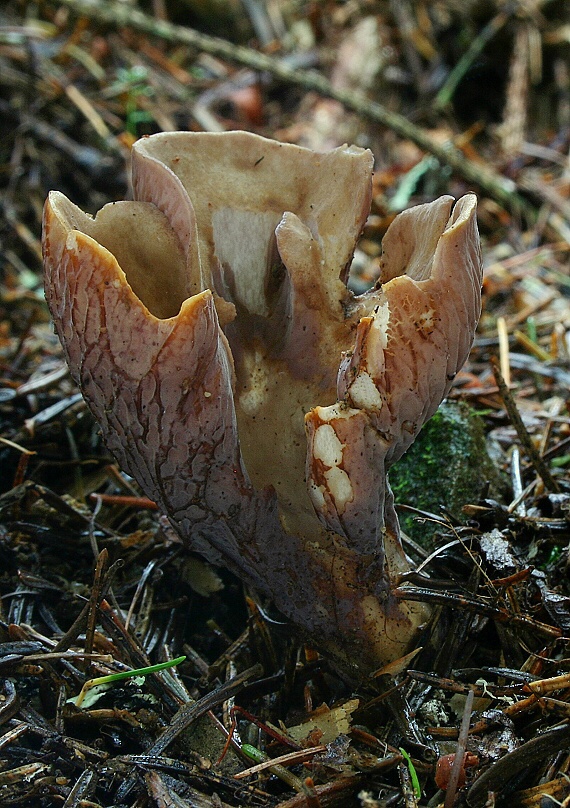 lievikovec kyjakovitý Gomphus clavatus (Pers.) Gray